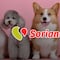 Soriana ofertas para mascotas hoy al 26 de febrero 2025