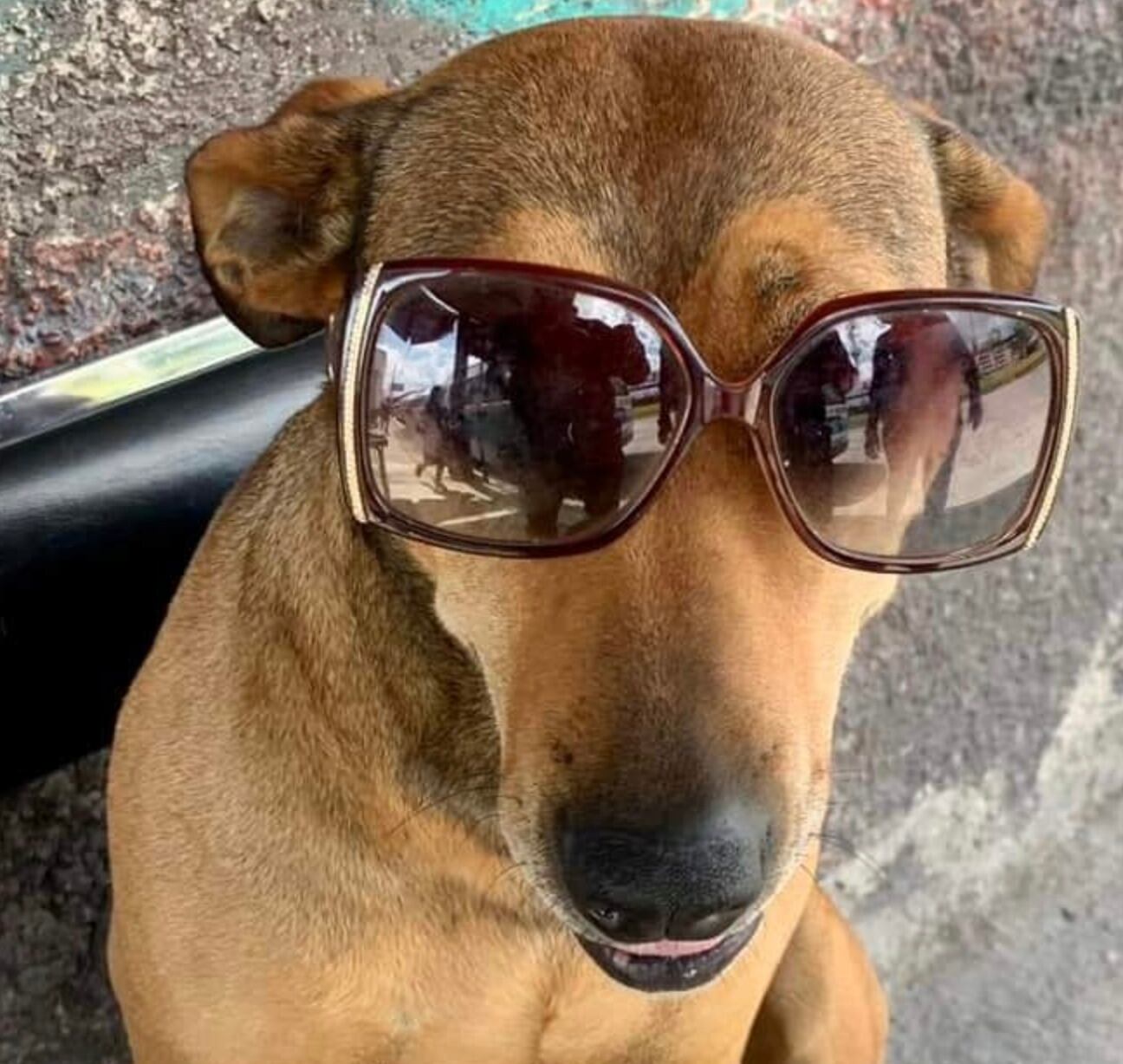 Canela, la perrita checadora de rutas de combis en Pachuca