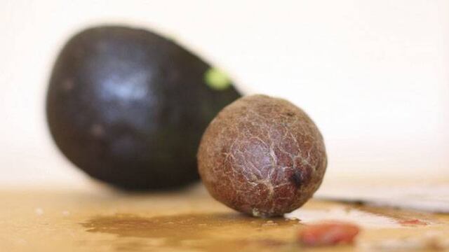 Usos y beneficios de la semilla de aguacate que jamás imaginaste.
