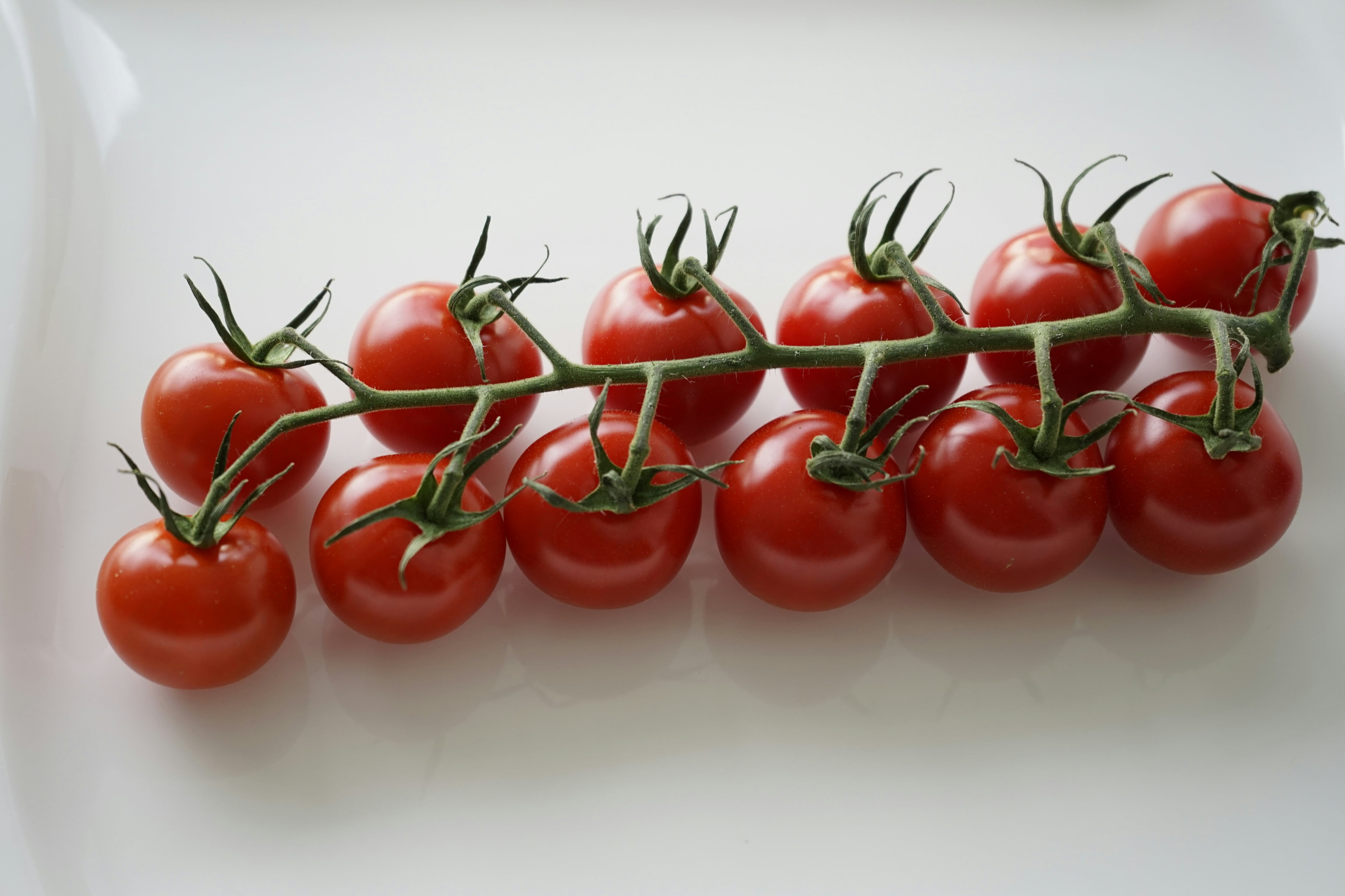 Este 8 de abril es el Día Internacional de Oposición a los Alimentos Transgénicos