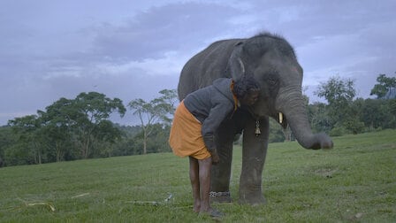 The Elephant Whisperers, documental nominado a los Premios Oscar 2023