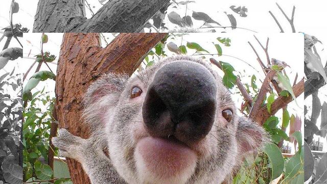 Una sobrepoblación de koalas ocasionó que las autoridades de Australia decidieran sacrificar a 700 ejemplares