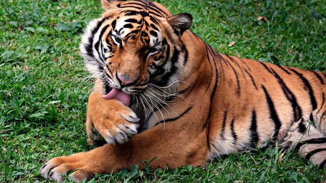 Tigre mordió a inspectora de Profepa porque no estaba sedado; está en el hospital