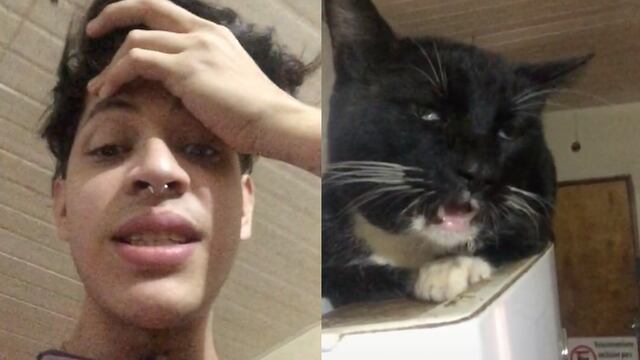 Gato come supuestamente brownies de marihuana