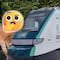 ¿Tren Maya no tiene pasos de fauna? Captan a puma cruzando peligrosamente por las vías