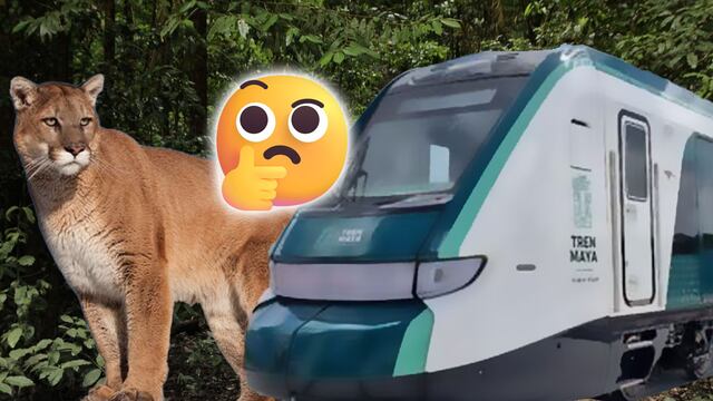 Captan a puma cruzando peligrosamente en el Tren Maya