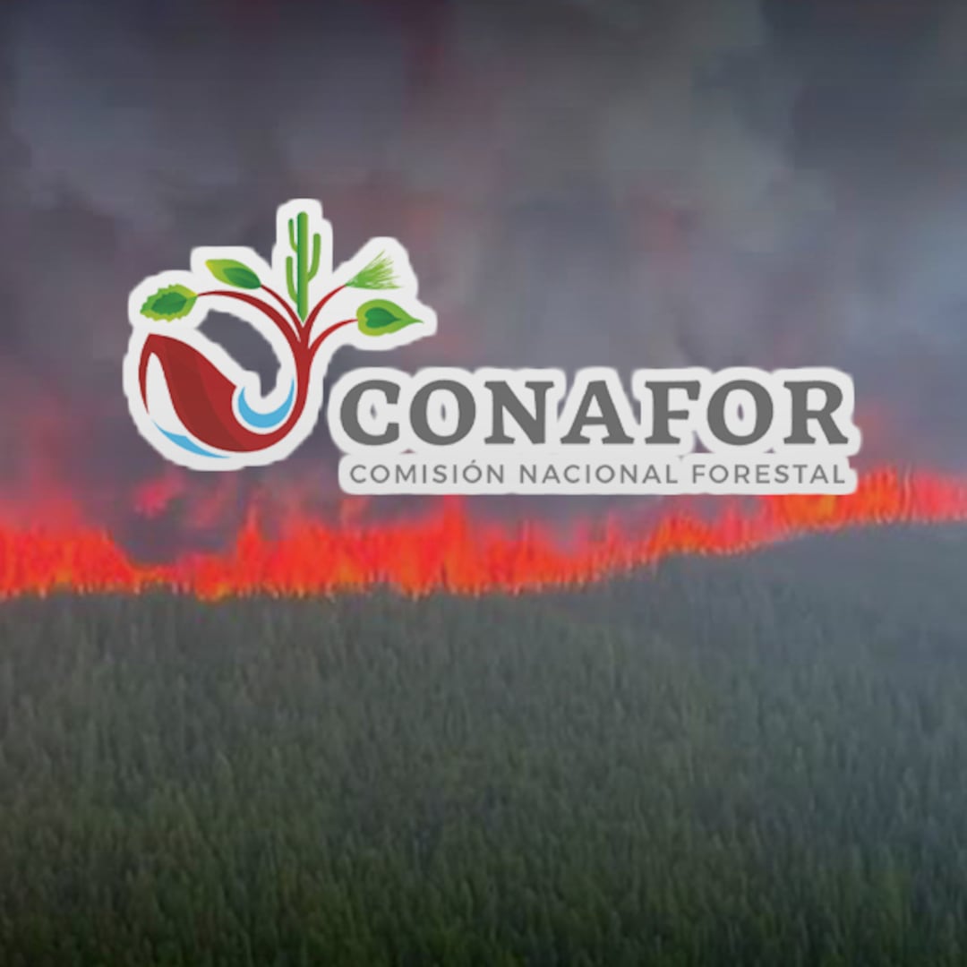 Conafor refuerza apoyo internacional: brigadistas mexicanos combaten incendios en Canadá