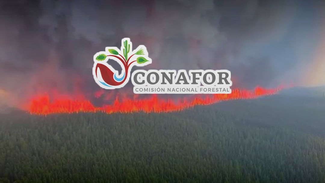 Conafor refuerza apoyo internacional: brigadistas mexicanos combaten incendios en Canadá