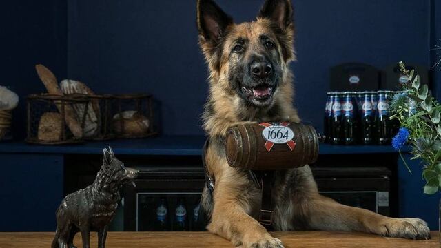 Pastor alemán o alsaciano