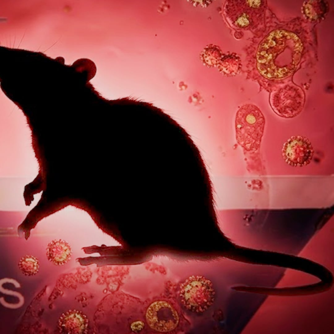OMS confirma el fin del brote de hantavirus en el crucero MV Hondius