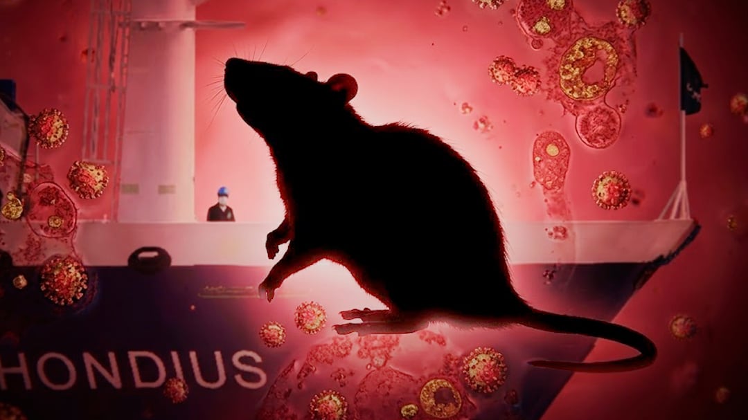 OMS confirma el fin del brote de hantavirus en el crucero MV Hondius