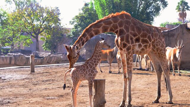 Jirafas del zoológico San Juan de Aragón