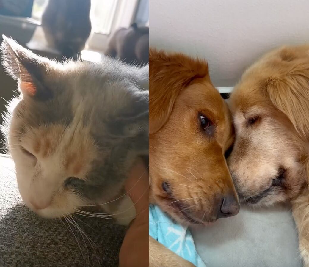 TikTok se inspira en Acróstico de Shakira para el trend más bonito con perritos y gatitos