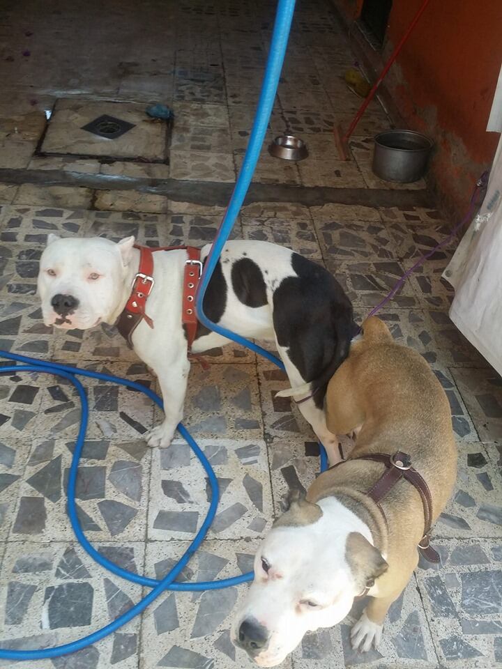 Zeus y Merry, perros maltratados