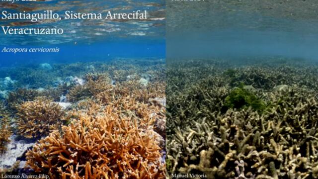 Arrecifes de México, en riesgo por la ola de calor
