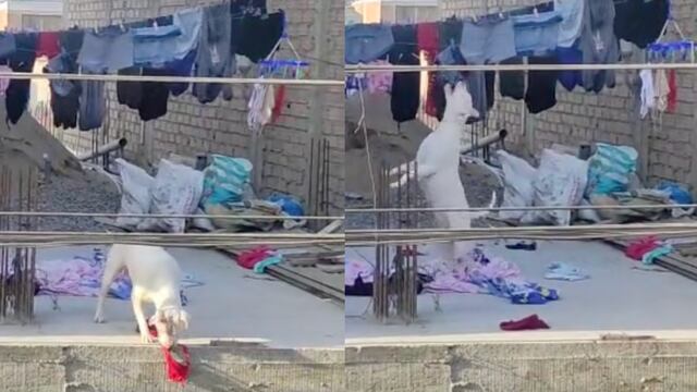 Perrito que descuelga la ropa