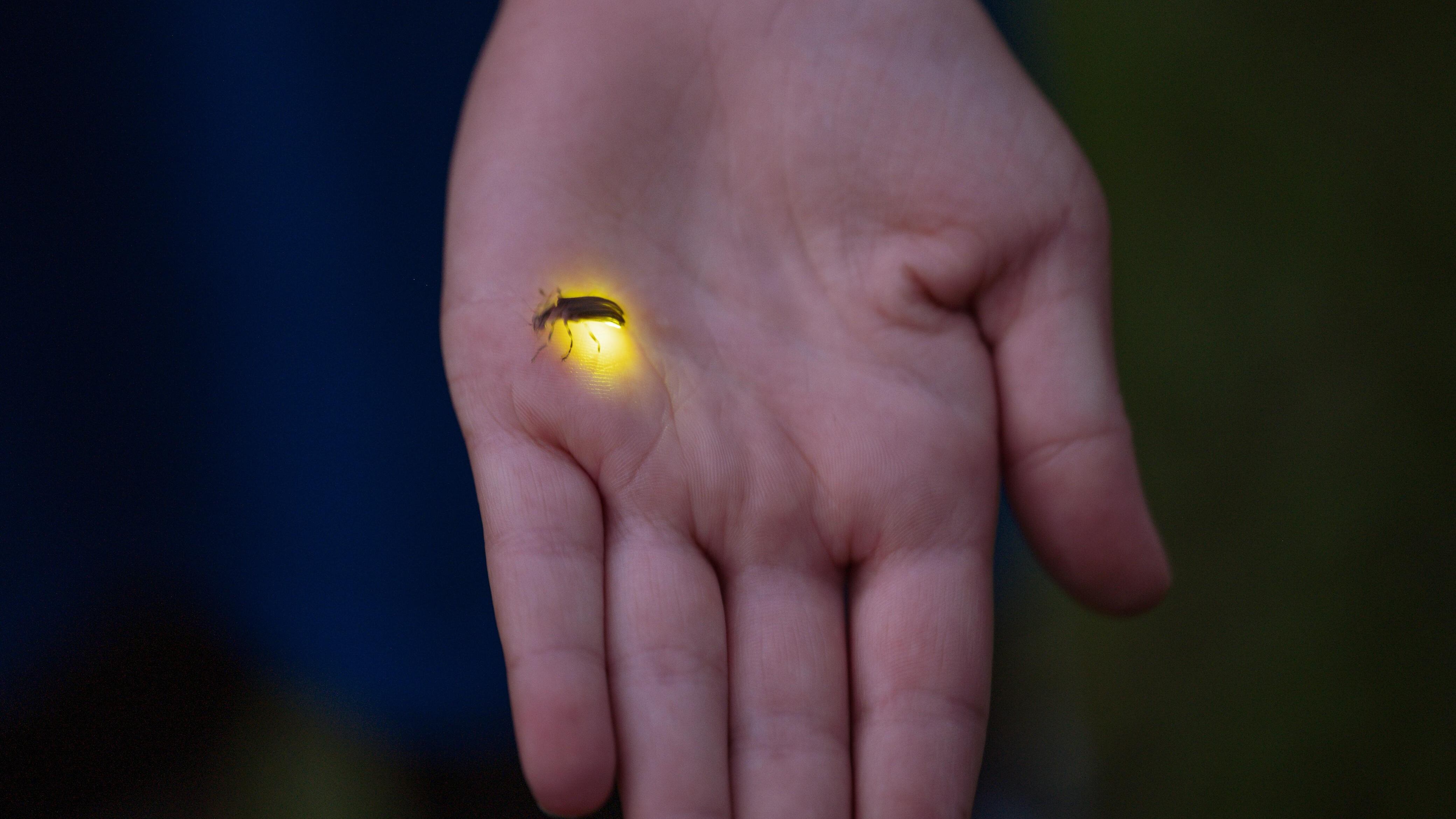 Luciérnagas en Tlaxcala: Manfred Mauricio Quintanilla pide proteger la naturaleza y preservar su ecosistema