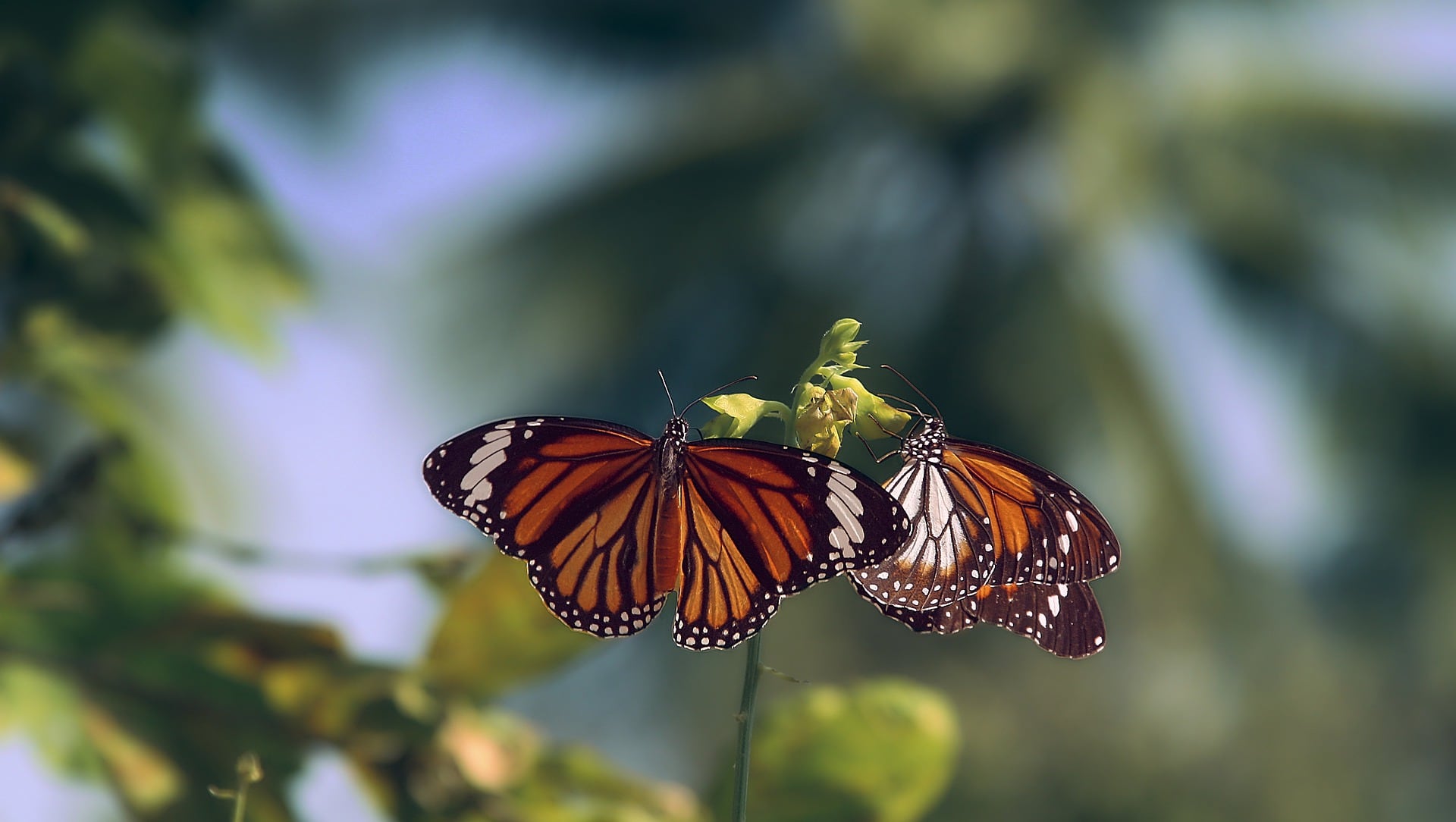 Mariposa monarca