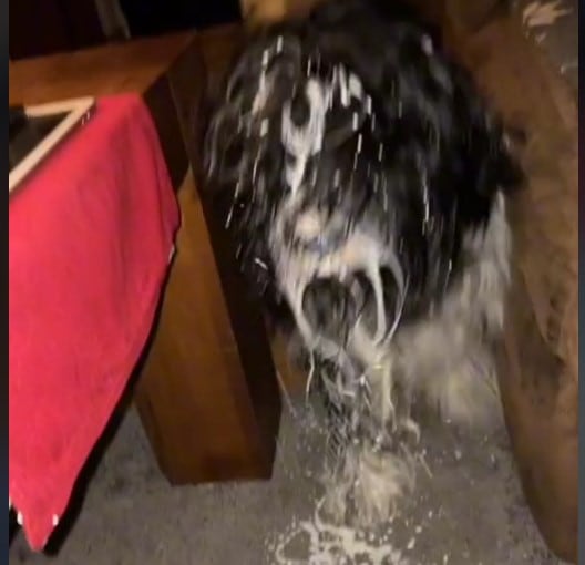 Perro sufre consecuencias por el vaso de leche