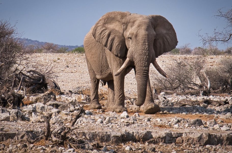 Elefante