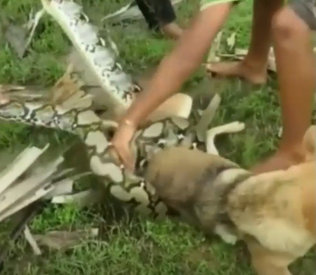 Perrito atrapado por una serpiente