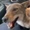 Muere 'Pancho', el coyote que fue rescatado tras ser confundido con un perro