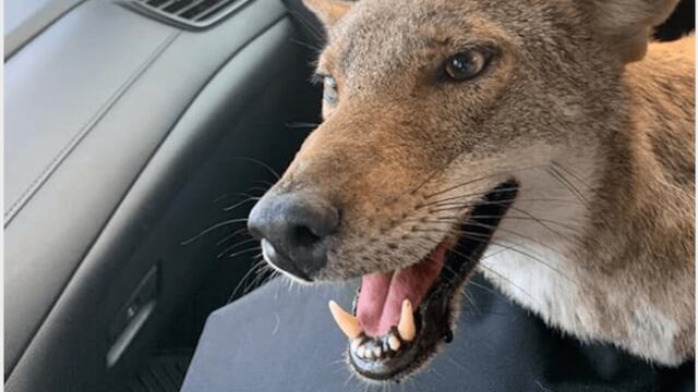 El coyote fue rescatado tras ser atropellado.