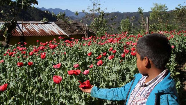Sembradíos de amapola en Guerrero.
