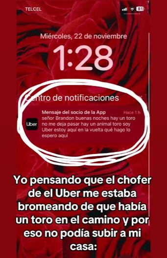 Toro impidiendo a conductor de Uber llegar por el pasajero