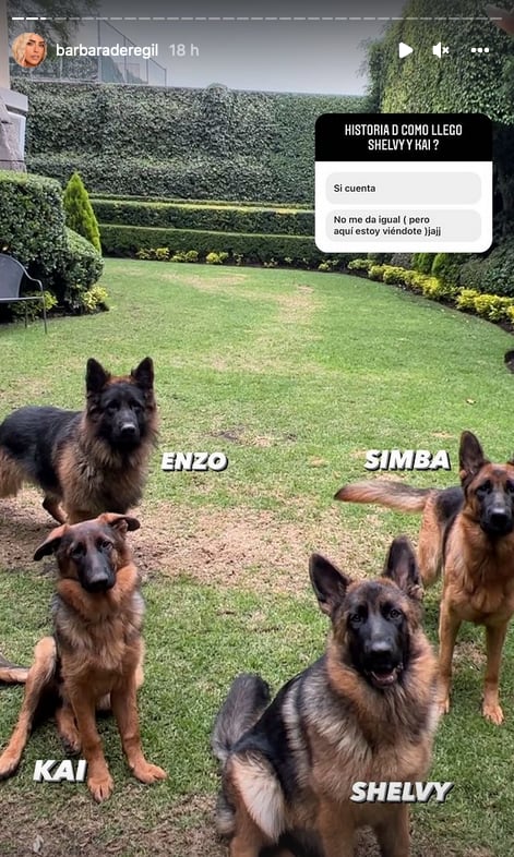 Bárbara de Regil muestra a sus nuevos perros.