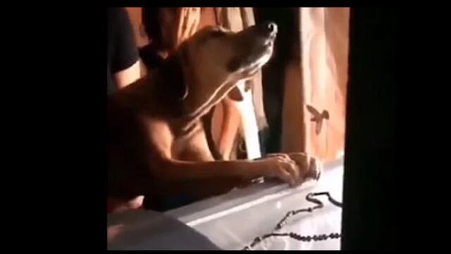 Perrito llora a su amo muerto