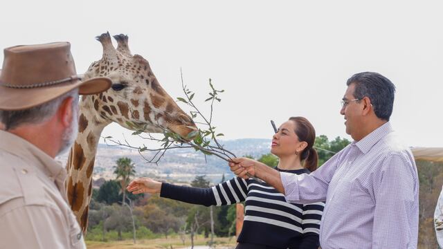 Sergio Salomón y Africam Safari dan la bienvenida a la jirafa Benito