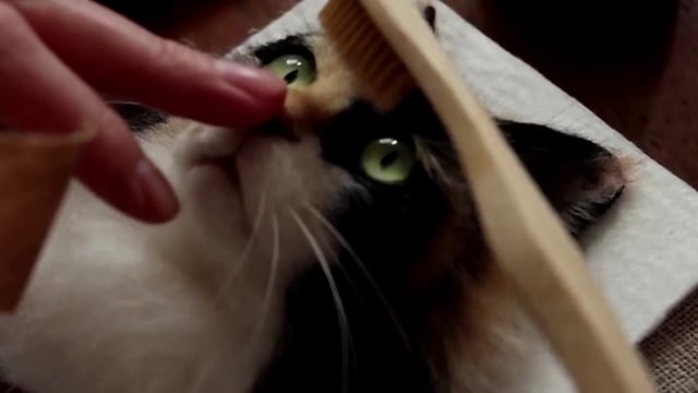 Retrato hiperrrealista de gato