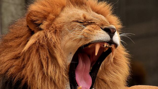 León es criado como mascota