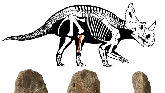 Osteosarcoma en un Centrosaurus apertus