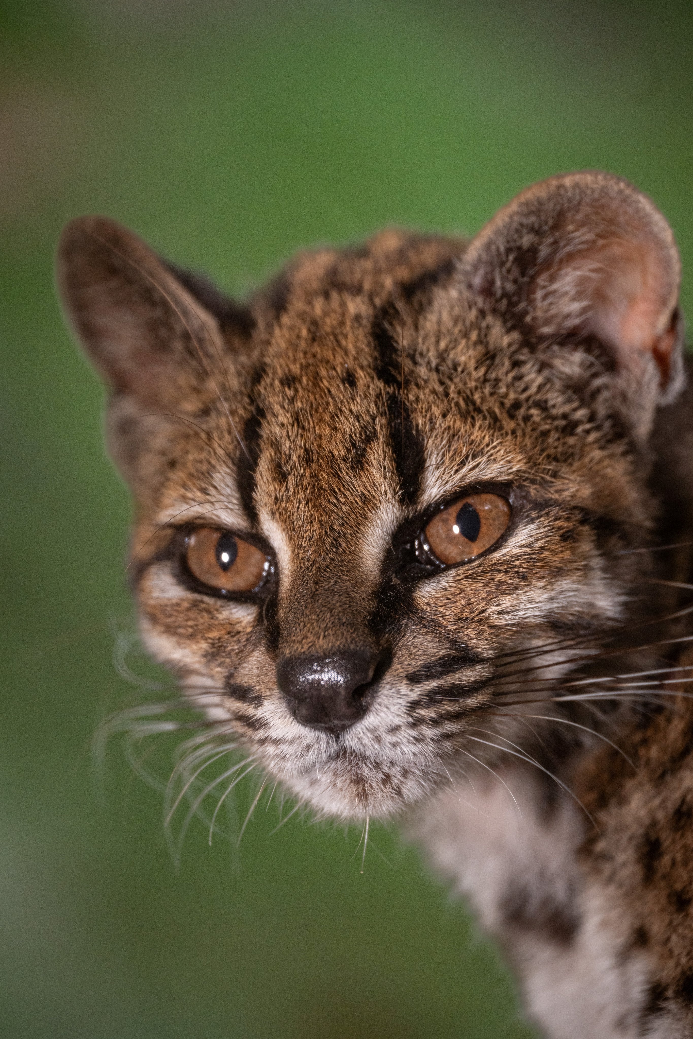 Crían a nuevo gato salvaje Tilcayo creyendo que era doméstico