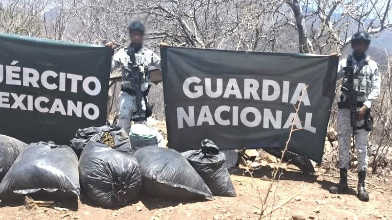 Decomisan 100 kilos de marihuana, armas y vehículos en operativos en Guerrero
