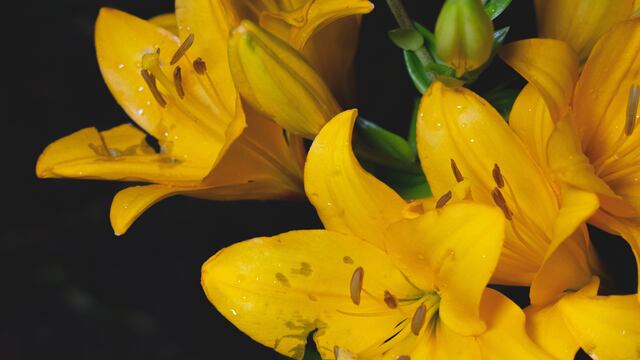 ¿En qué día se reglan las flores amarillas en septiembre? Esto dice TikTok
