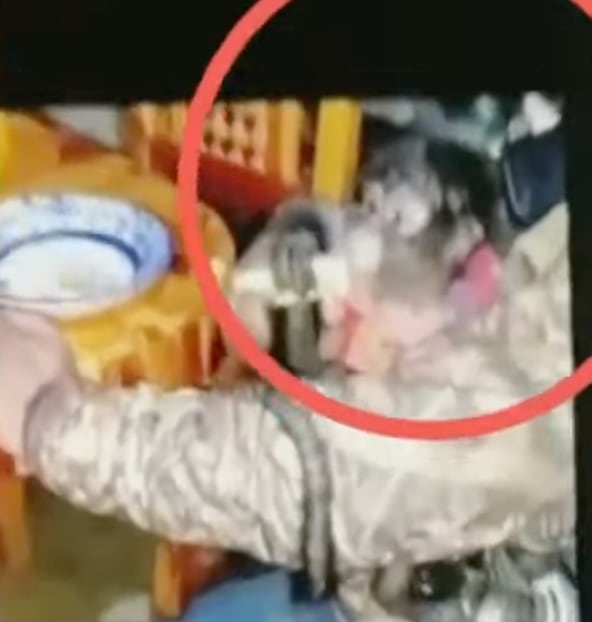 Mono araña que murió en balacera de Texcaltitlán