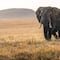 Elefante mata a 16 personas en India