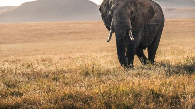 Elefante mata a 16 personas en India