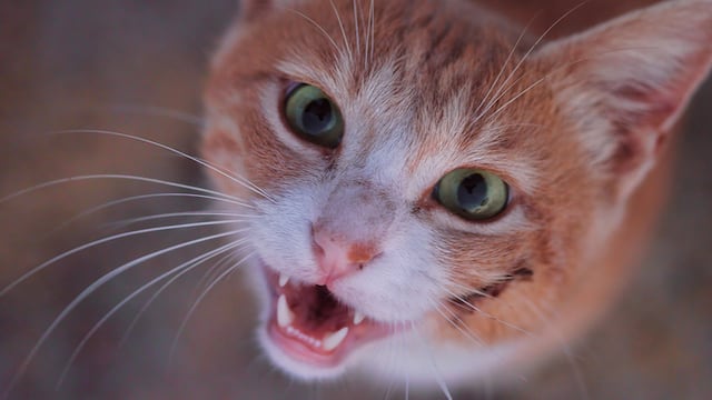 Gato con "cerebro congelado"