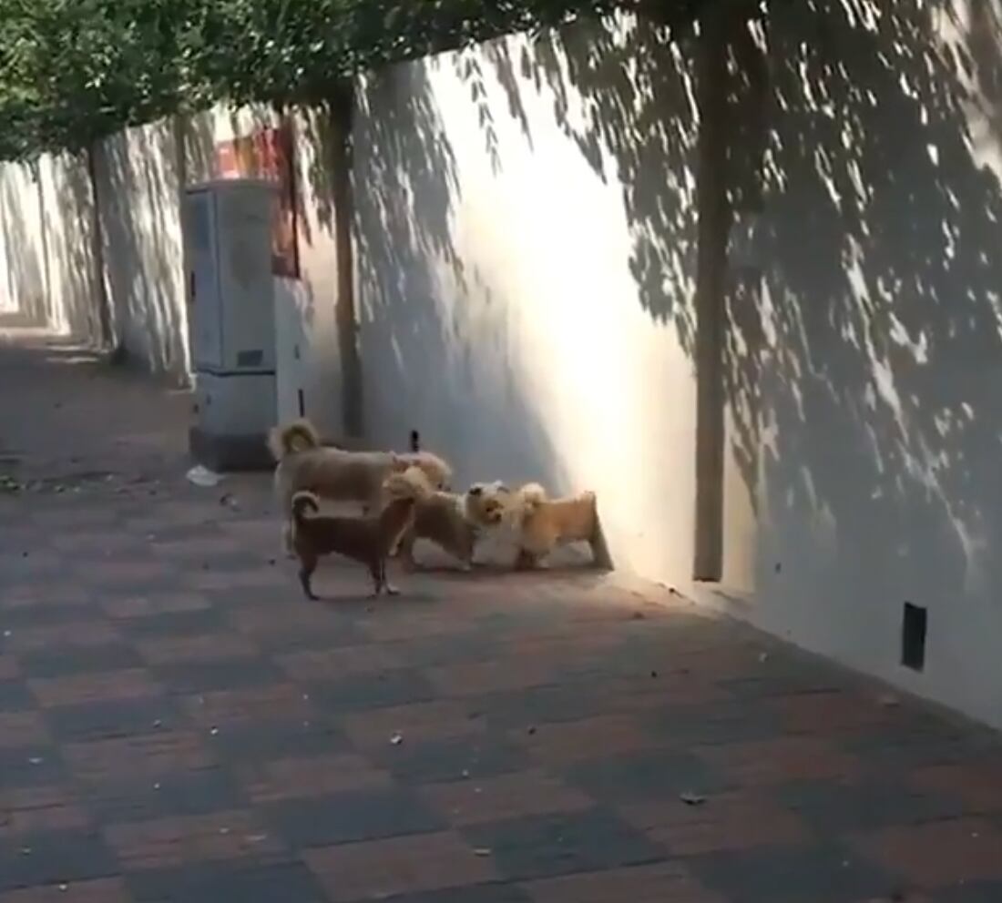 Perros Harry Potter