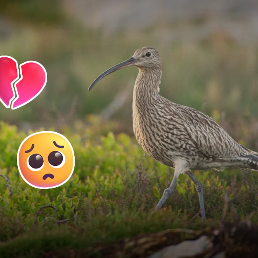 El zarapito fino se extingue oficialmente: así desapareció Numenius tenuirostris
