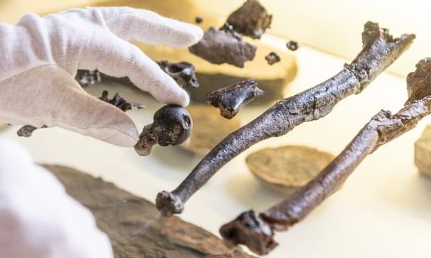 Fósiles encontrados en Alemania