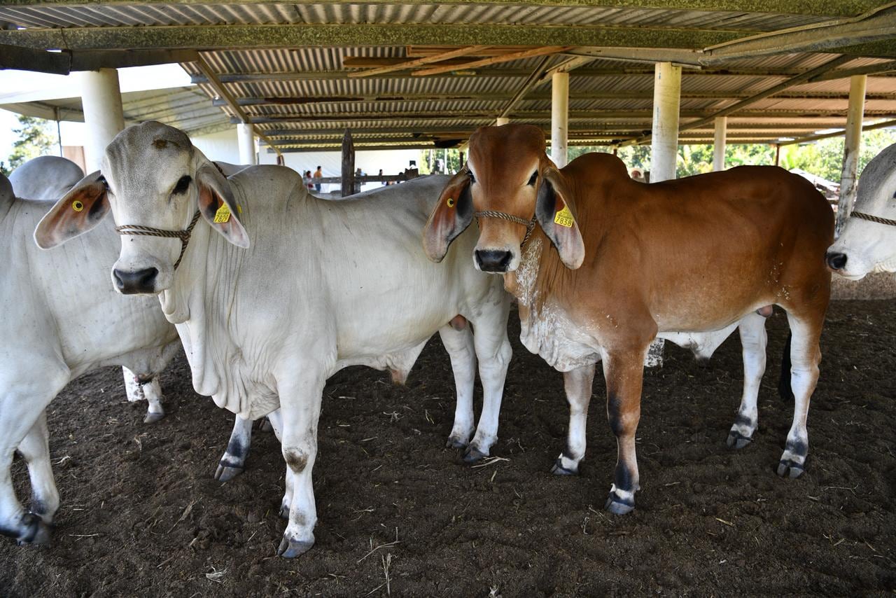 Gobierno de Javier May fortalece ganadería con Crédito a la Palabra