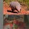 ¿Qué se celebra el 13 de agosto? Hoy es el Día Internacional del Zurdo, Día Internacional del Armadillo y santoral de San Hipólito mártir