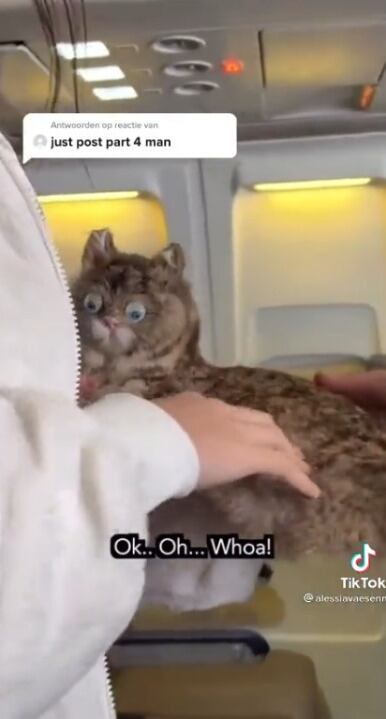 Mujer amanta a un gato en pleno vuelo