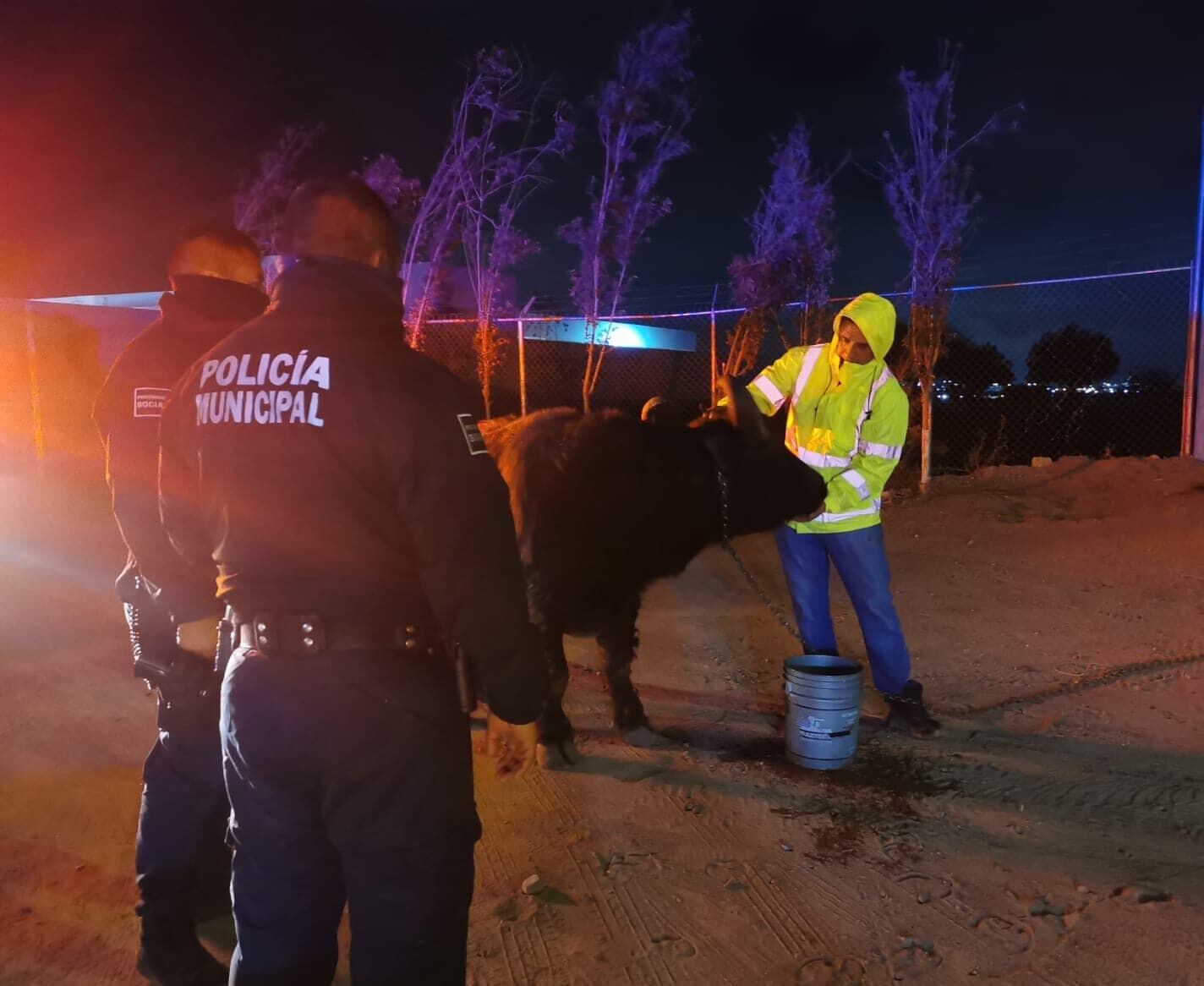 Búfalo captado deambulando por calles de El Marqués, Querétaro