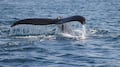 Petición para proteger a las ballenas en Loreto supera el millón de firmas